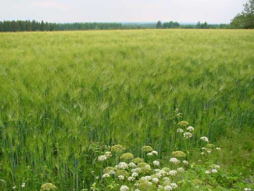 On the fields around Saksala the harvaest grows very well.