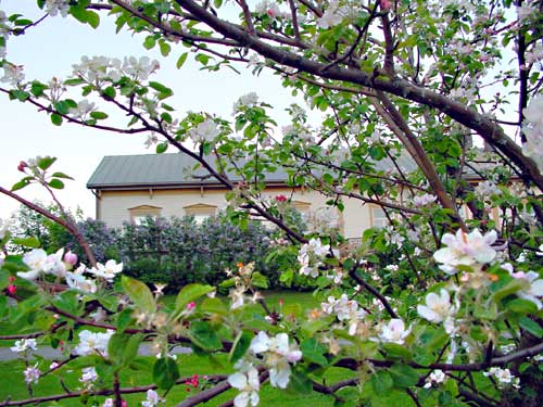 Flowering trees in spring in Haukiranta in Haukivuori.