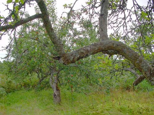 The orchard of Saksala ArtRadius in 2003.