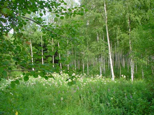 The bright light of the flowers under the birch trees.